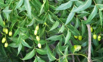 নিম পাতার উপকারিতা