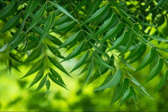 নিম পাতার উপকারিতা
